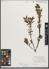 Foto von Salix helvetica Vill. x Salix waldsteiniana Willd.